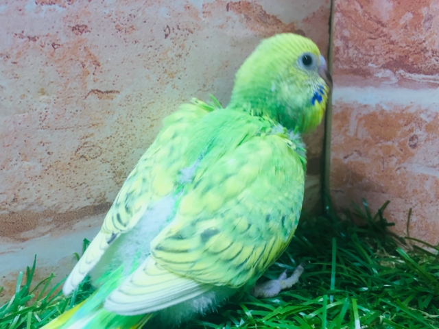 セキセイインコ