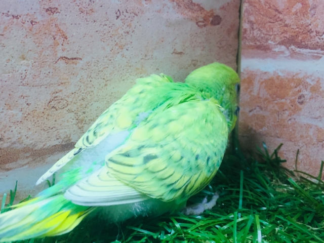 セキセイインコ