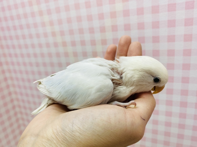 コザクラインコ（小桜インコ）