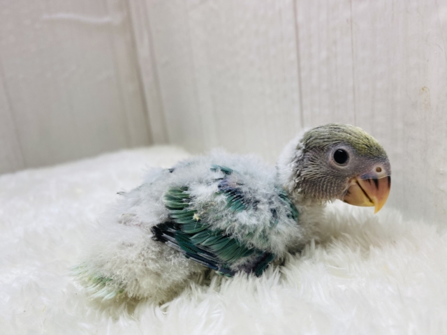 コザクラインコ（小桜インコ）