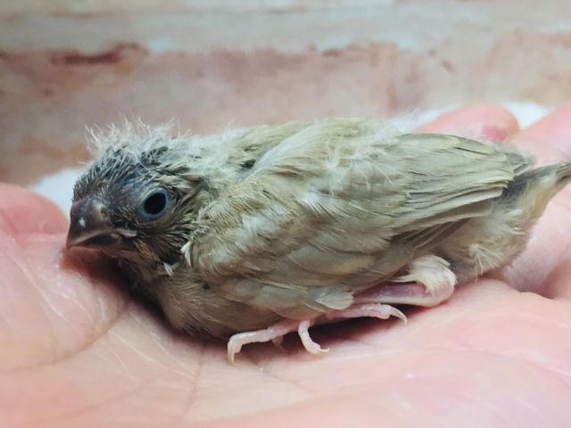 錦花鳥（キンカチョウ）