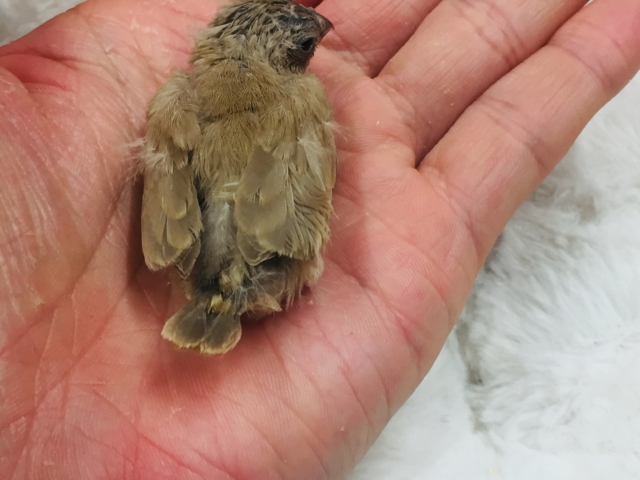 錦花鳥（キンカチョウ）