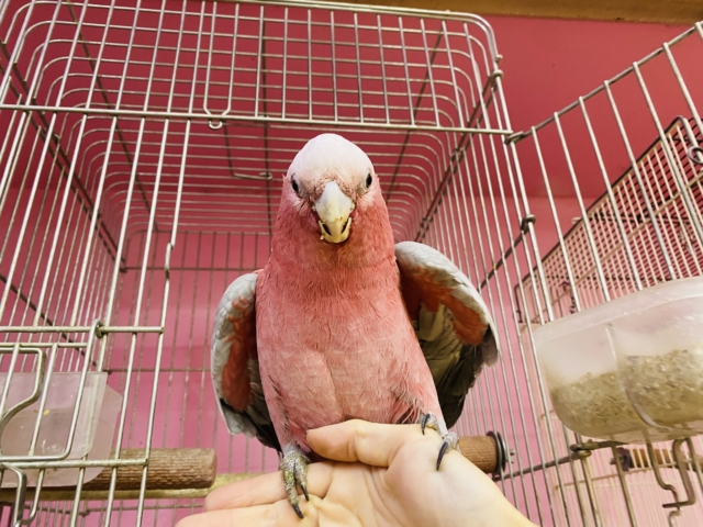 モモイロインコ