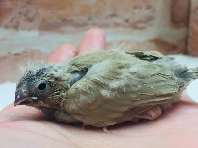 錦花鳥（キンカチョウ）