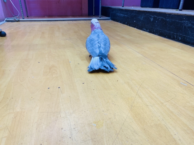 モモイロインコ