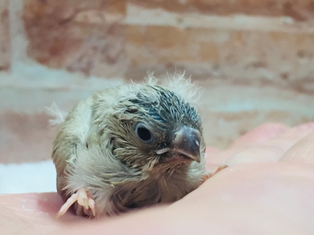 錦花鳥（キンカチョウ）