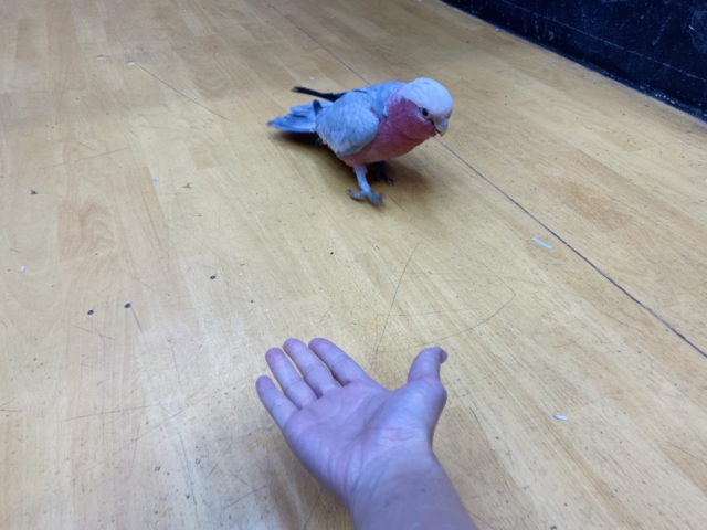 モモイロインコ