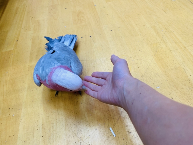 モモイロインコ