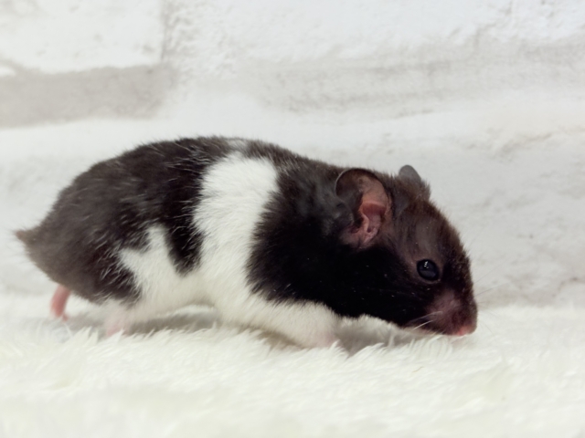 ゴールデンハムスター