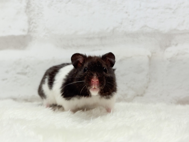 ゴールデンハムスター