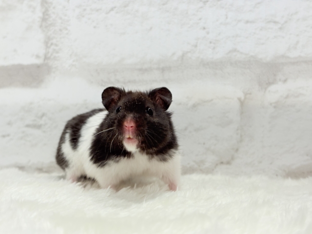 ゴールデンハムスター