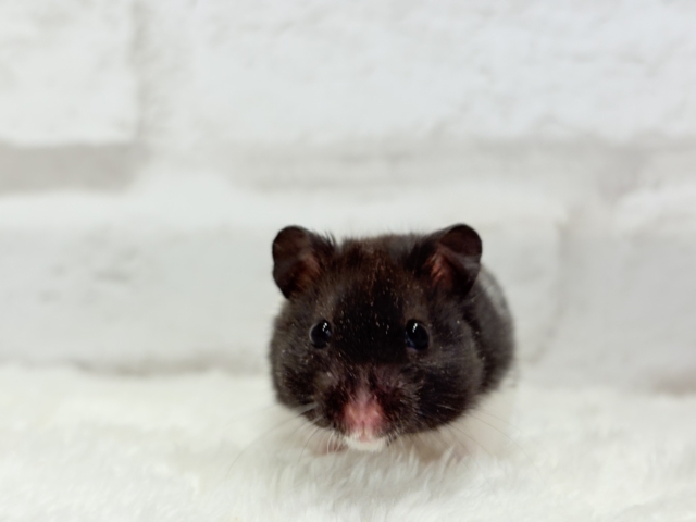 ゴールデンハムスター