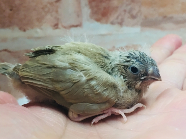 錦花鳥（キンカチョウ）