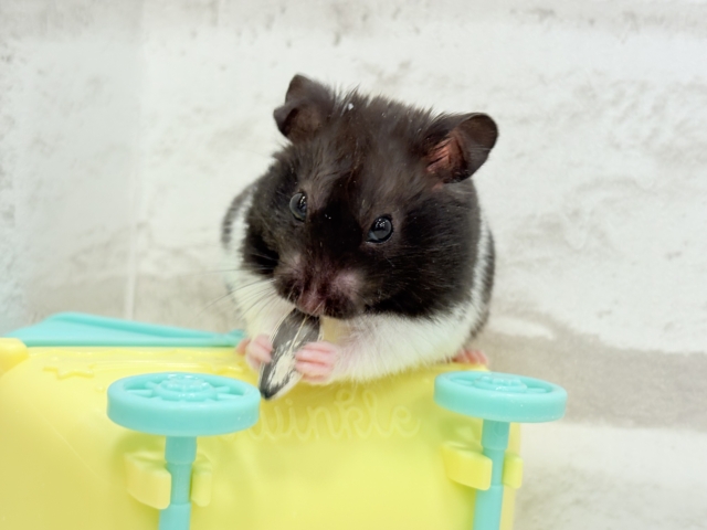 ゴールデンハムスター