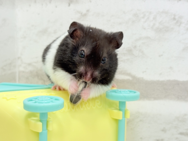 ゴールデンハムスター