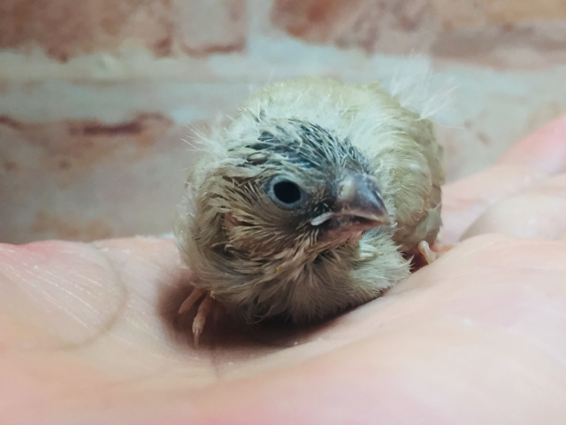 錦花鳥（キンカチョウ）