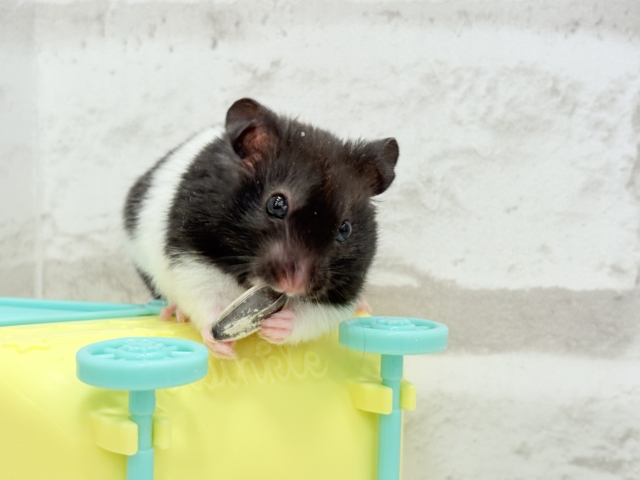 ゴールデンハムスター