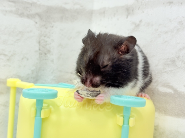 ゴールデンハムスター