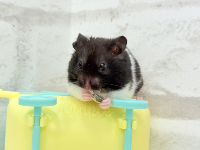 ゴールデンハムスター