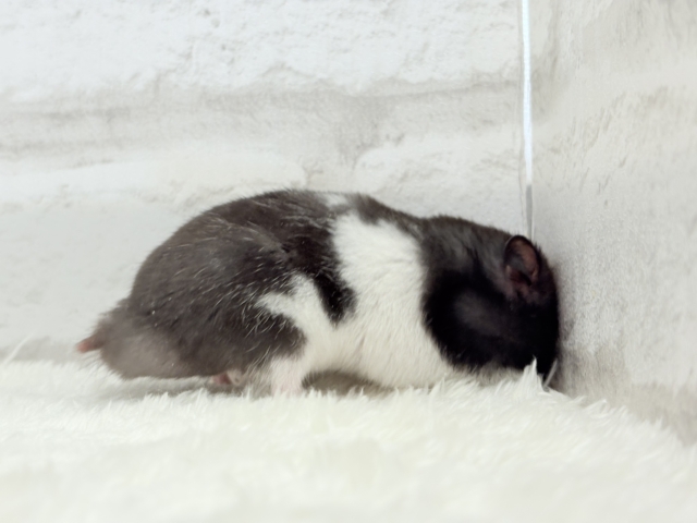 ゴールデンハムスター