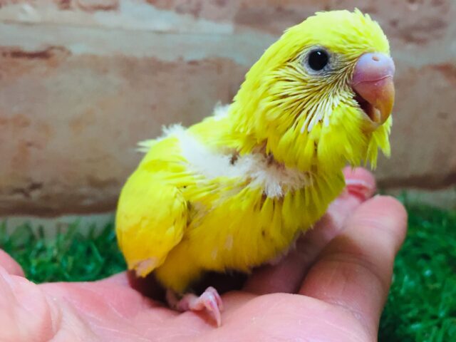 セキセイインコ