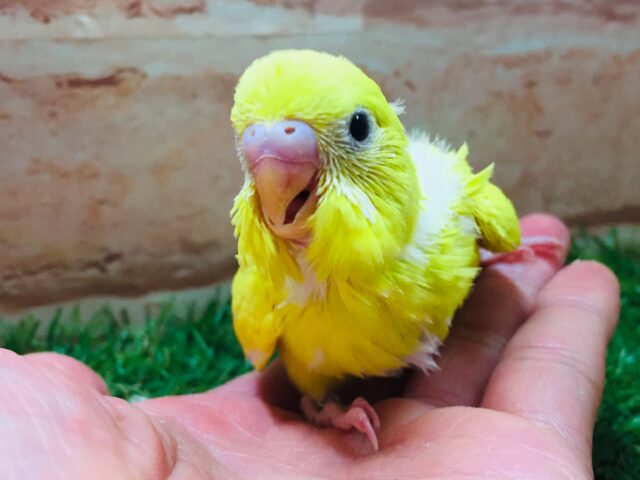 セキセイインコ