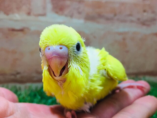 セキセイインコ
