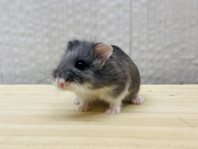 ロボロフスキーハムスター