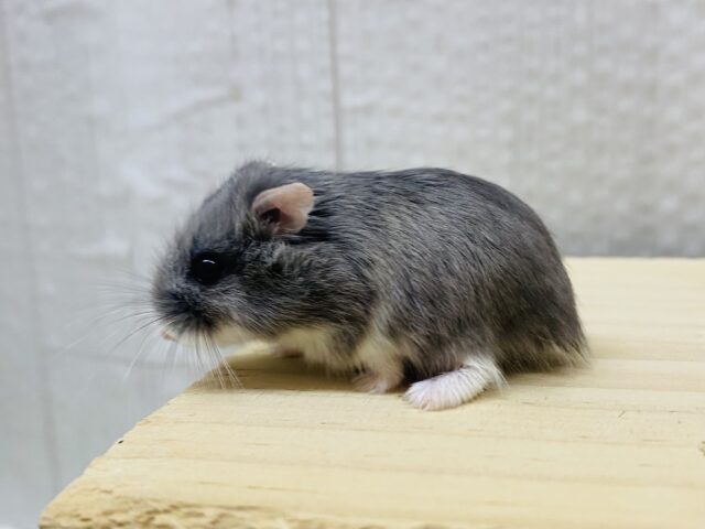 ロボロフスキーハムスター