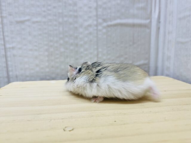 ロボロフスキーハムスター