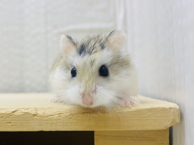ロボロフスキーハムスター