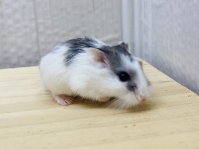 ロボロフスキーハムスター