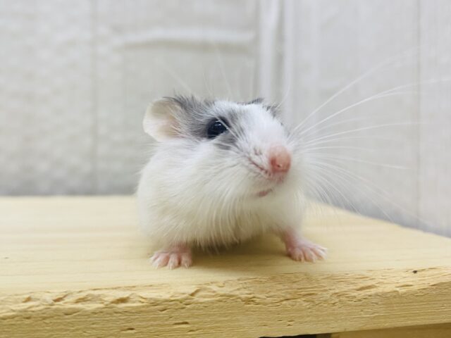 ロボロフスキーハムスター