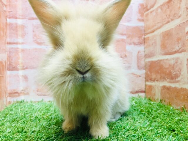 ライオンラビット