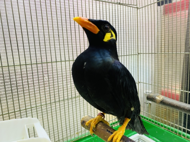 九官鳥（キュウカンチョウ）