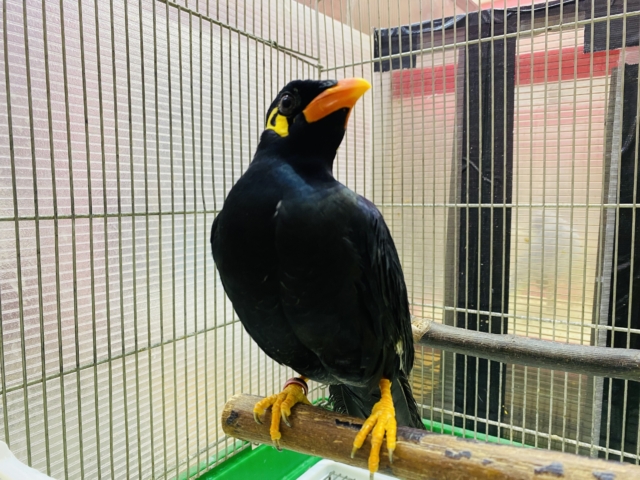 九官鳥（キュウカンチョウ）