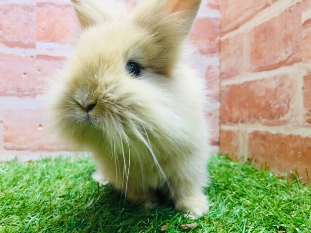 ライオンラビット