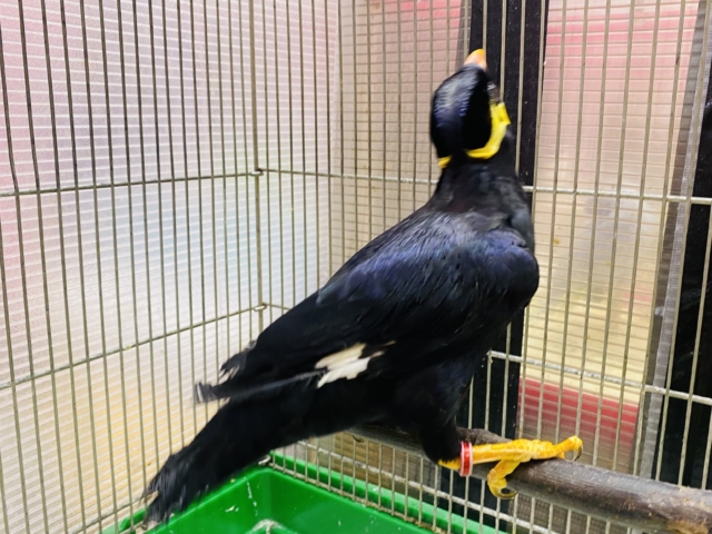 九官鳥（キュウカンチョウ）