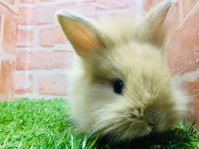 ライオンラビット