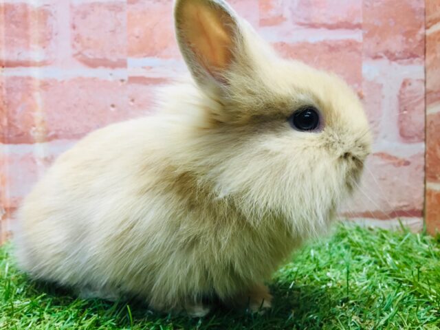 ライオンラビット