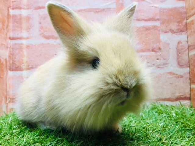 ライオンラビット