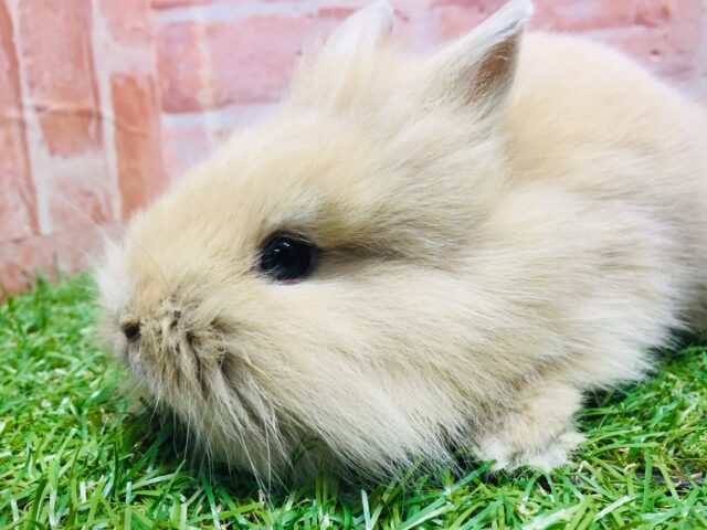 ライオンラビット