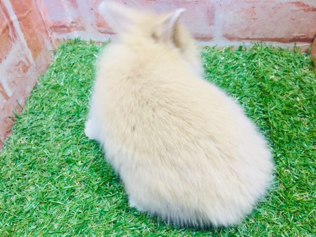 ライオンラビット