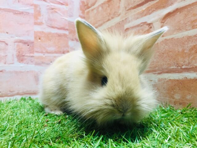 ライオンラビット