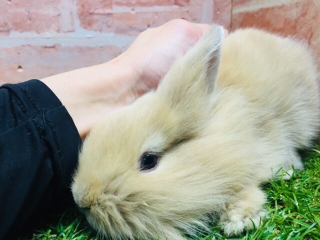 ライオンラビット