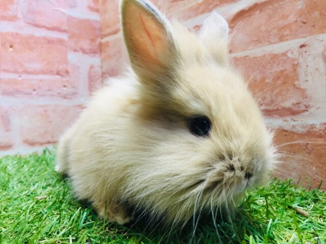 ライオンラビット