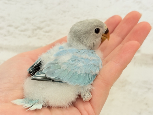 コザクラインコ（小桜インコ）