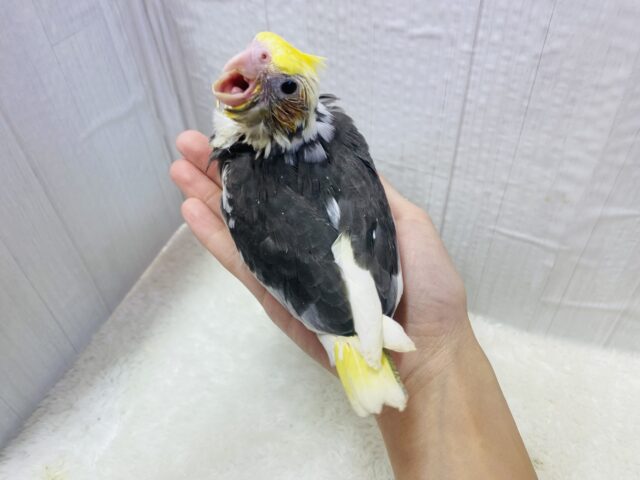 オカメインコ