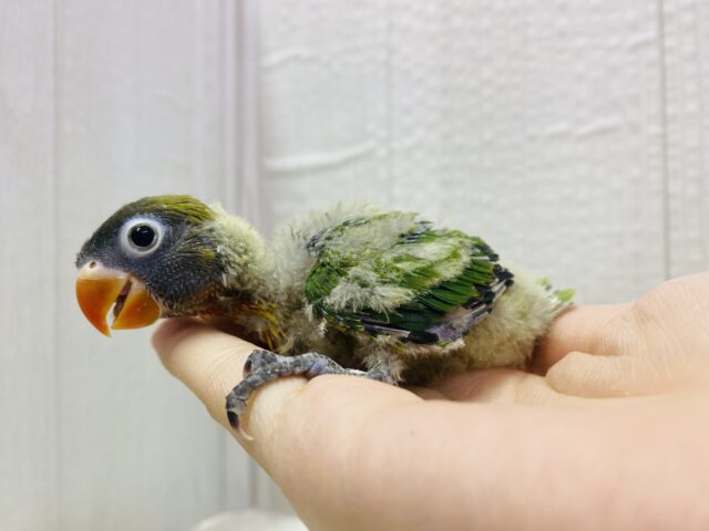 キエリボタンインコ