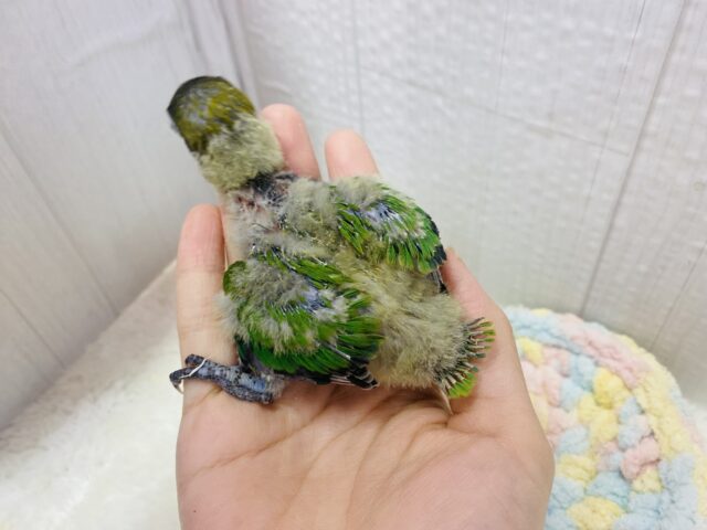 キエリボタンインコ